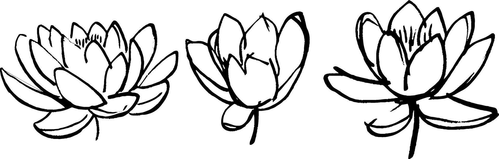 Three hand-drawn lotus flowers in various stages of bloom, showcasing delicate petals and intricate details, ideal for artistic or botanical themes. vector