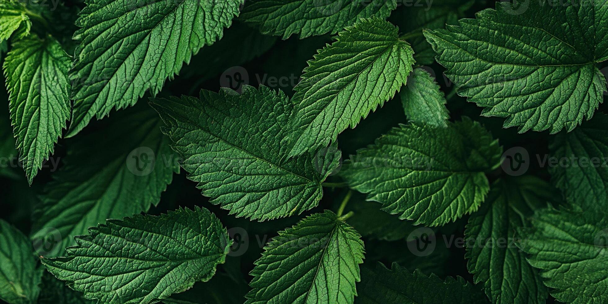 Close up of green leaves nature background. Nature background of tree leaves. photo