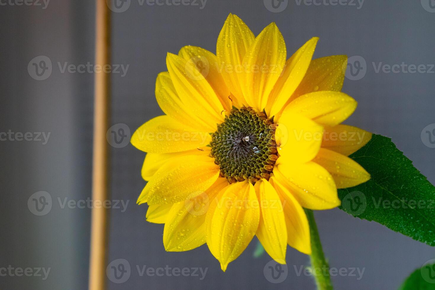 a macro image of a single sunflower in full bloom photo