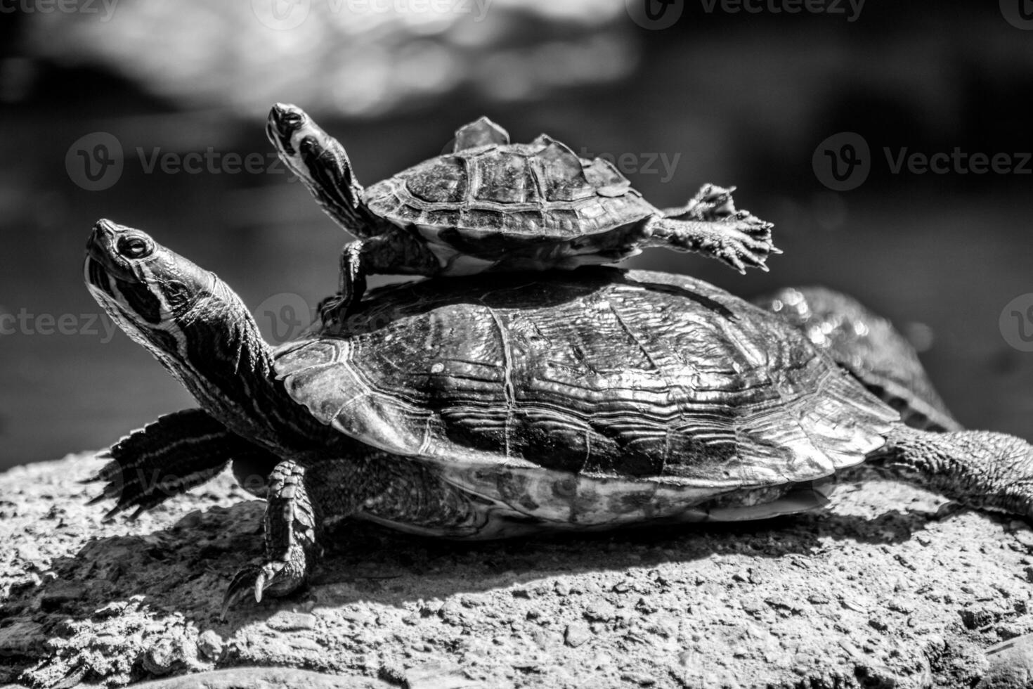 a baby turtle sitting on a bigger turtle in the sun black and white photo