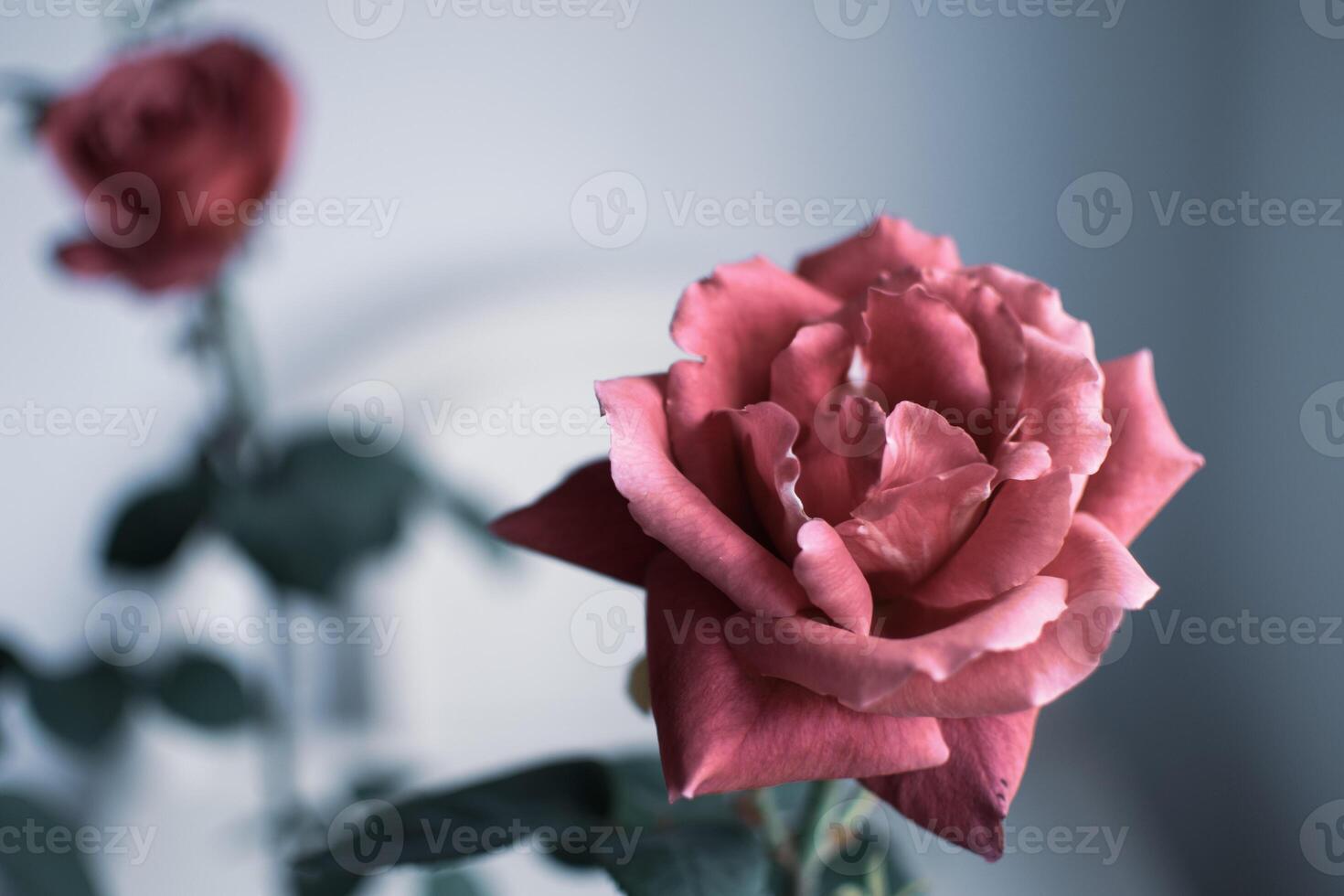 a bokeh image of a pair of blooming rose flowers photo