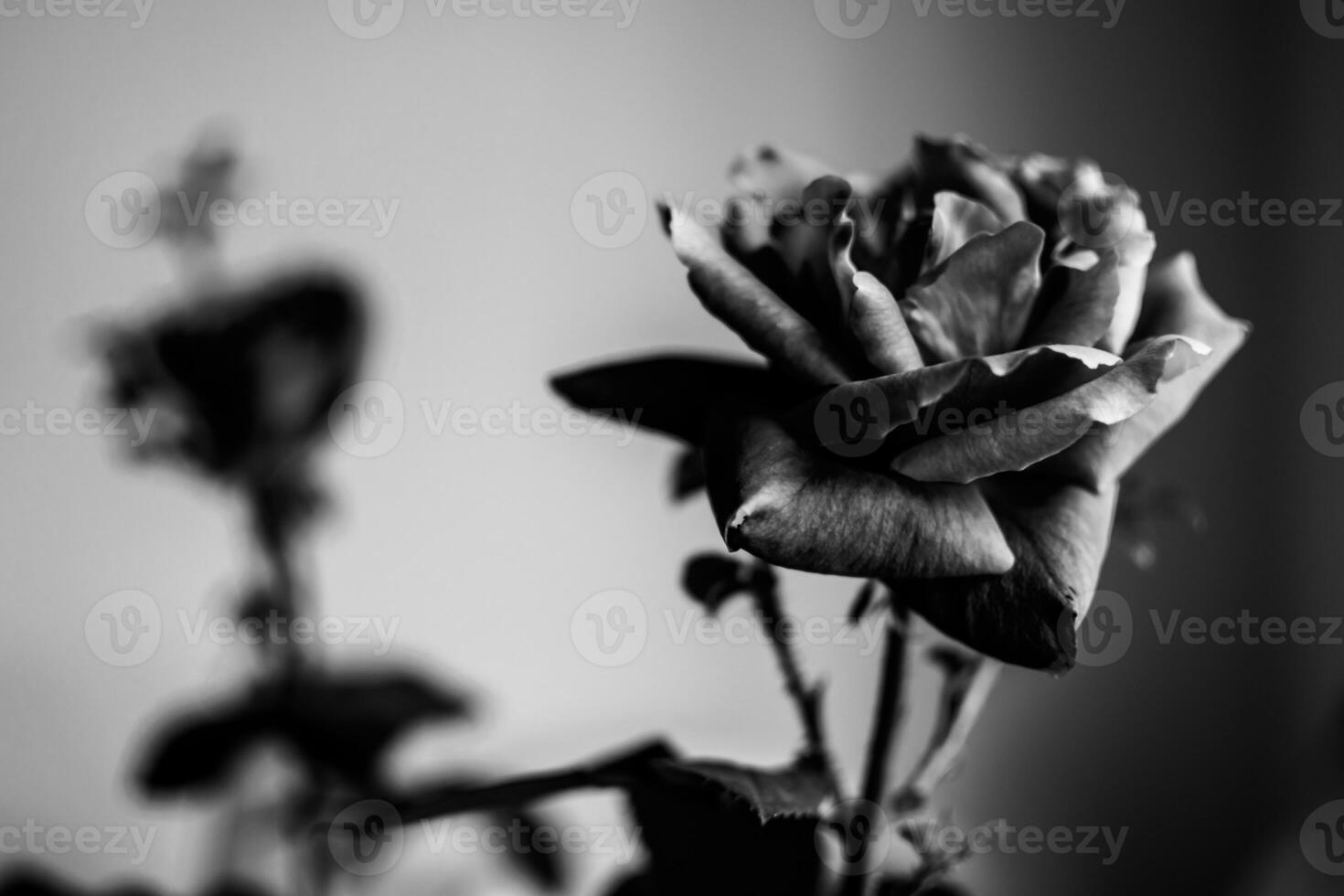 a black and white image of a rose in bloom bokeh photo