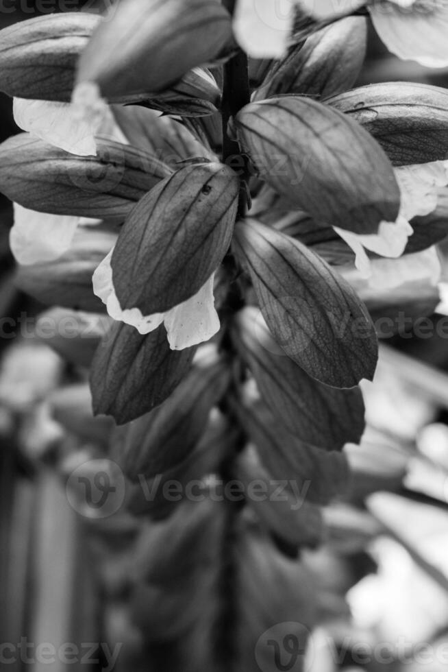 an abstract image of blooming flower buds on a plant in black and white photo