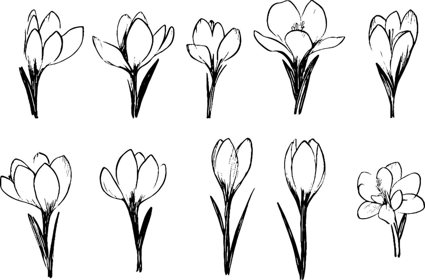 A collection of hand-drawn crocus flowers in various stages of bloom, showcasing their delicate petals and slender green stems. vector