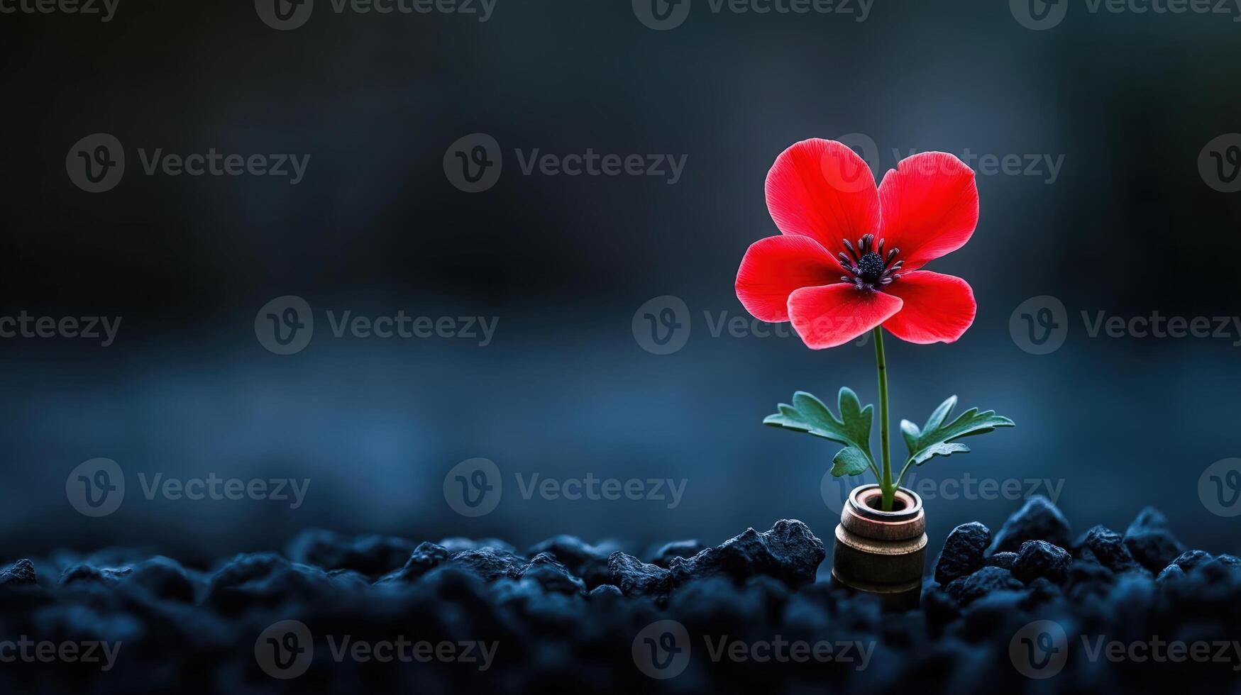 Single red flower emerging from bullet casing in dark soil, with copy space photo
