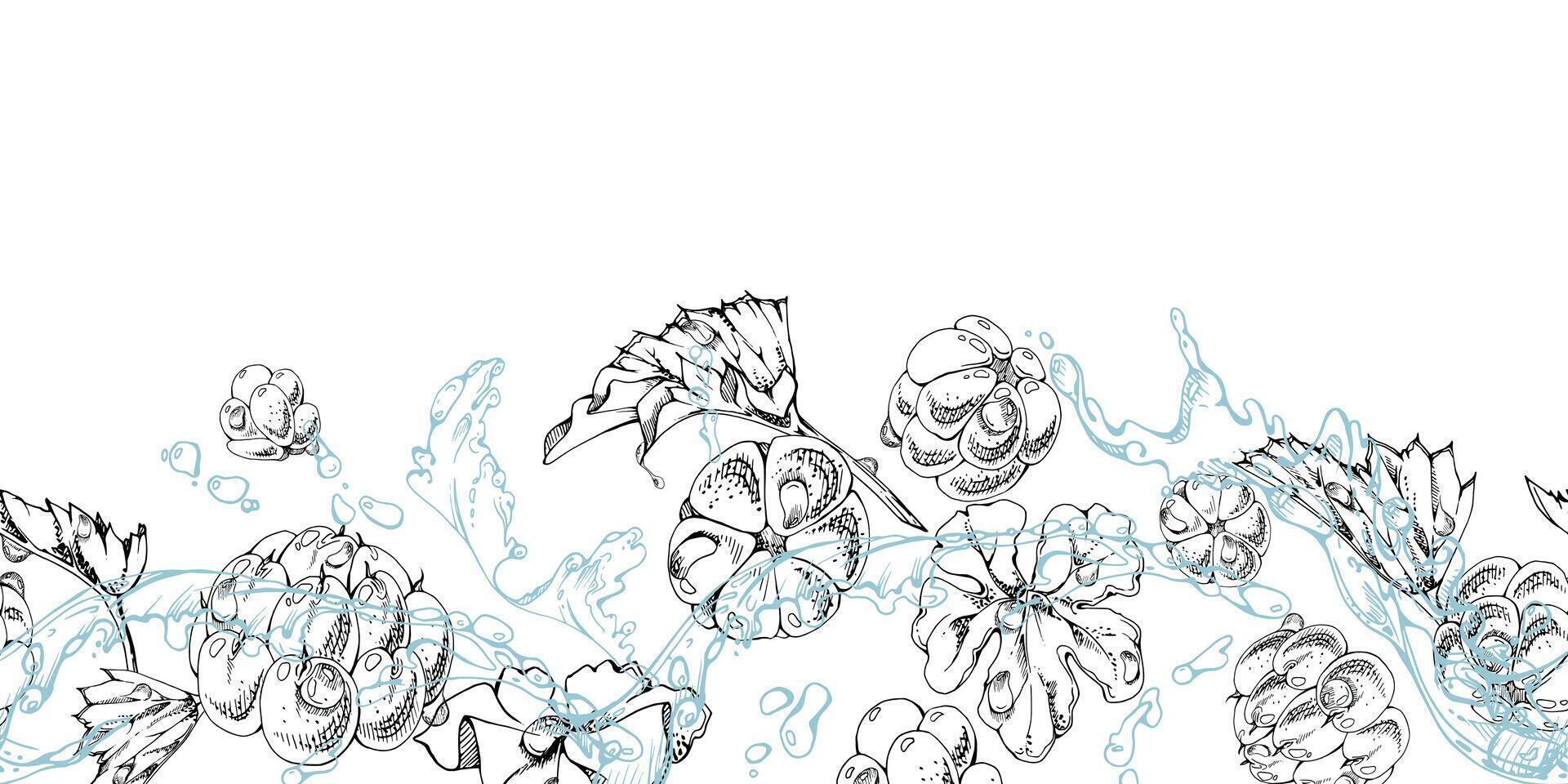 Cloudberry raspberry flying in water splashes waves drops, hand drawn ink, ripe line forest berry and leaves. Seamless banner illustration for restaurant, cafe menu, wedding, farmers market vector