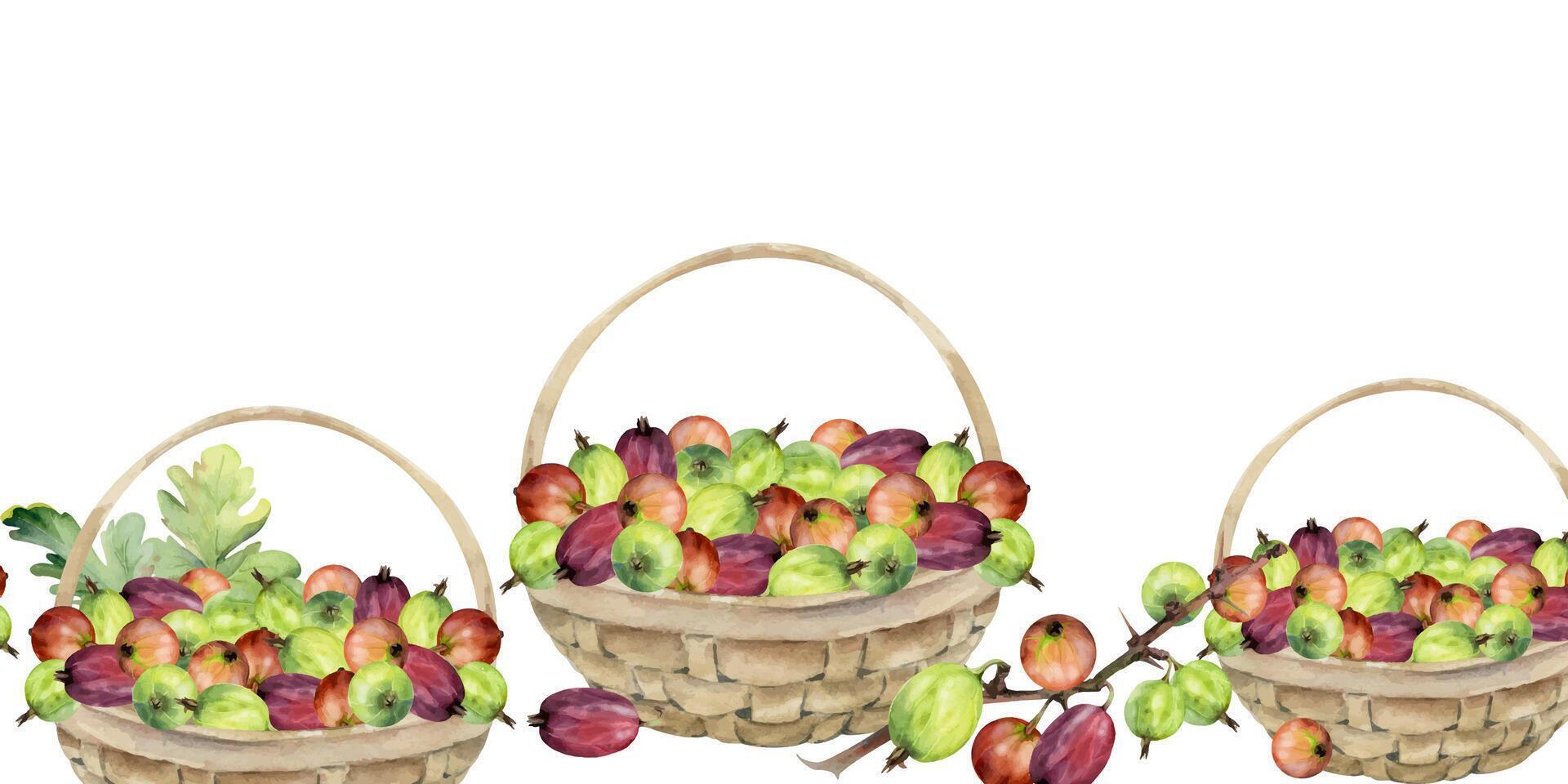 Gooseberry Currant with leaves in weaved basket, hand drawn in watercolor, scattered ripe picked berry harvest. Isolated seamless banner. Dessert cafe menu, cookbook, craft farmers market, gardening vector