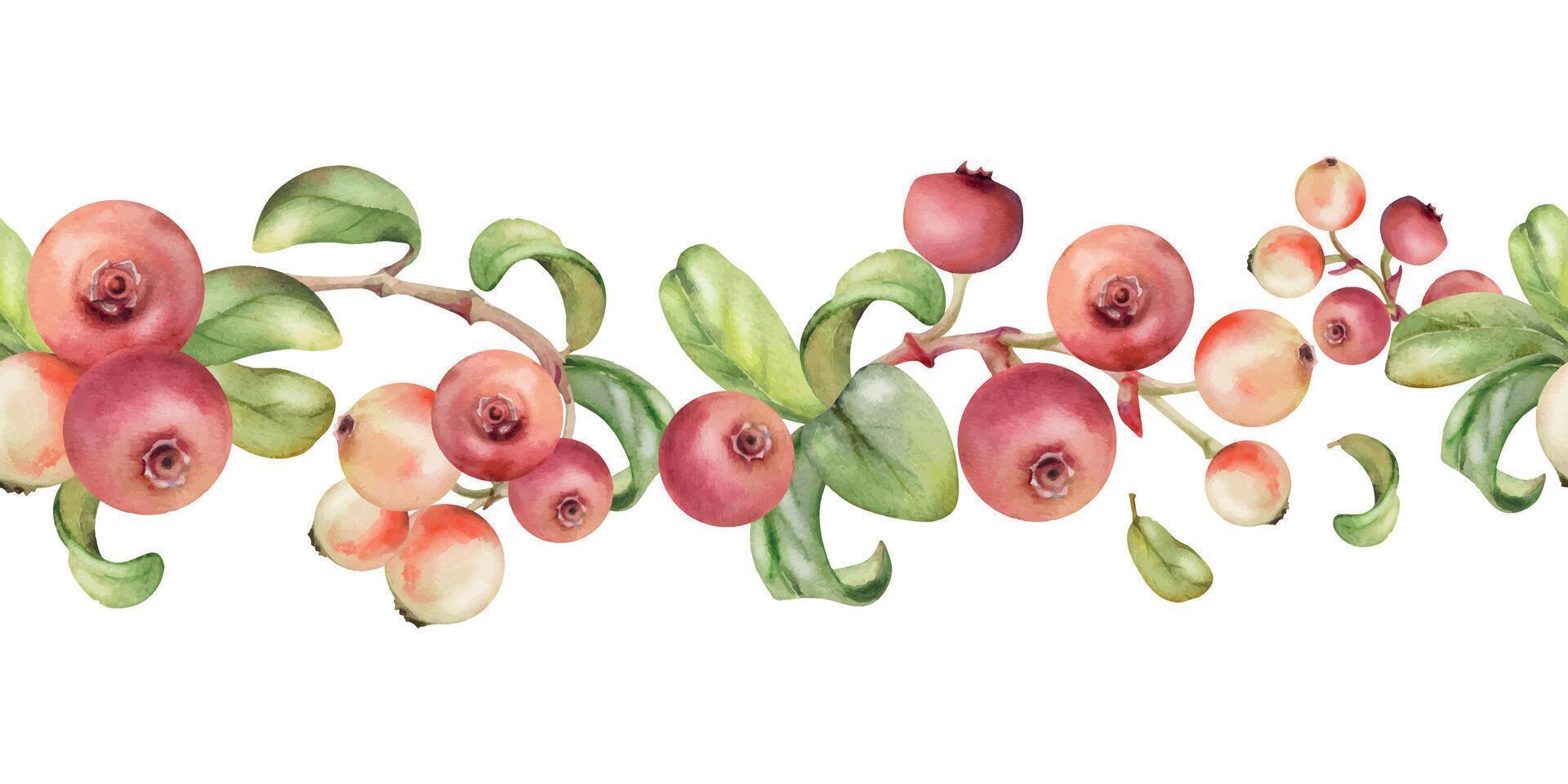 Cranberry lingonberry with green leaves on branch, ripe forest berry bearberry teaberry wintergreen cluster group, hand drawn in watercolor. Isolated seamless banner border for menu, farmers market vector