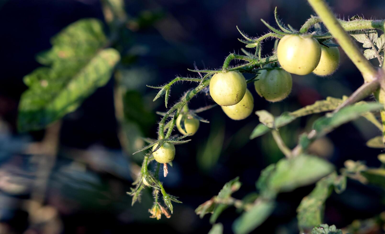 woman's hands harvesting fresh organic tomatoes in her garden on a sunny day. Farmer Picking Tomatoes. Vegetable Growing. Gardening concept photo