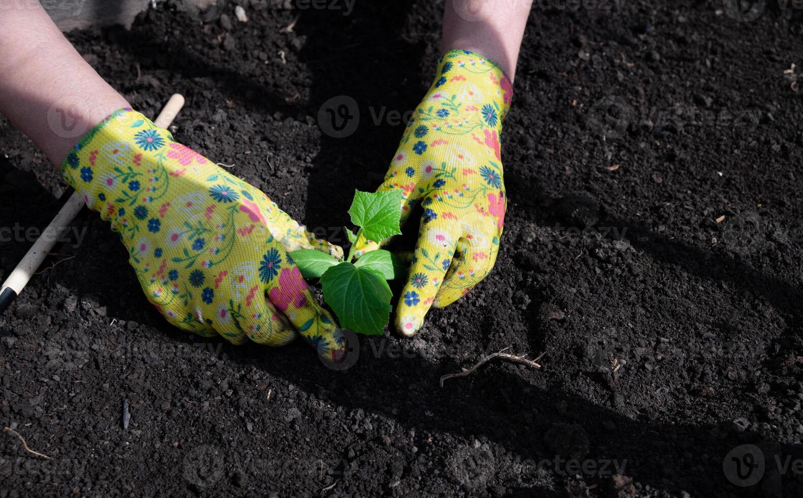 female hands in household gloves transplant seedlings of cucumbers. photo