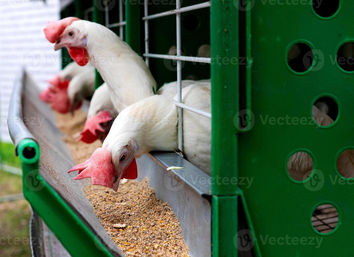 Breeding roosters and hens for meat feed inside the breeding area of a poultry farm, in Brazil. Brazilian poultry production is one of the most respected poultry industries in the world. photo