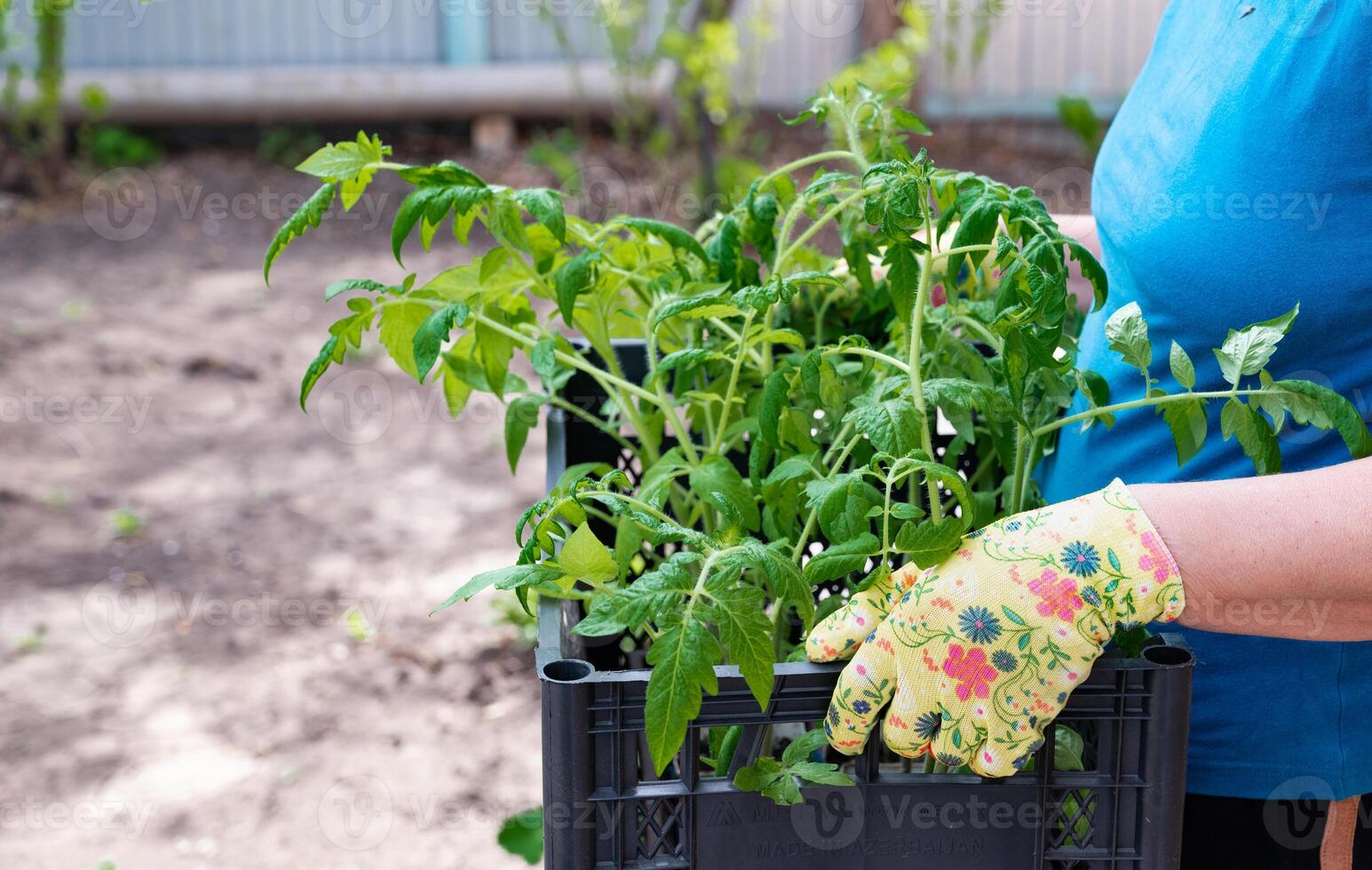 Overhead shot of hands setting a tomato seedling into fertile ground, alongside gardening gloves and implements. photo