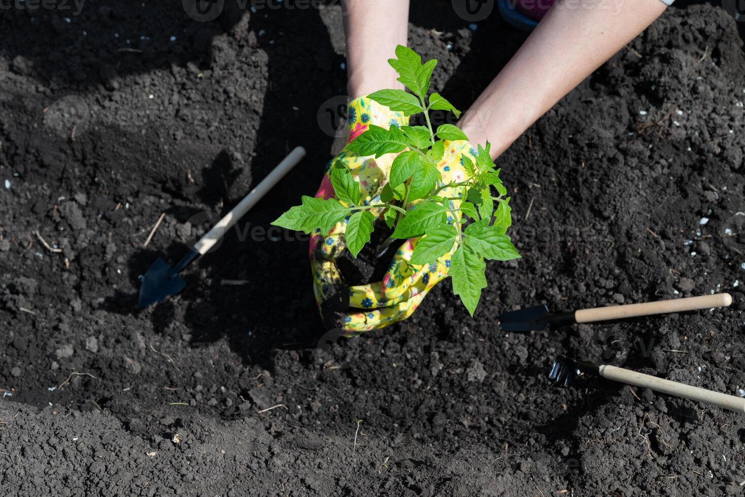 A person gardening, planting a tomato plant, with floral gloves and small gardening tools resting on the soil. photo