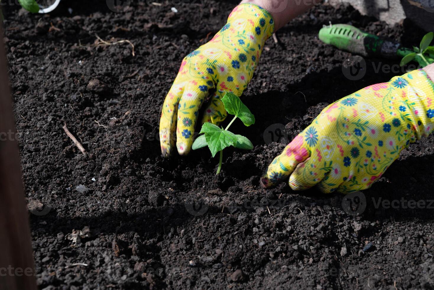 Female hands in gardening gloves hold cucumber seedlings, space for text photo