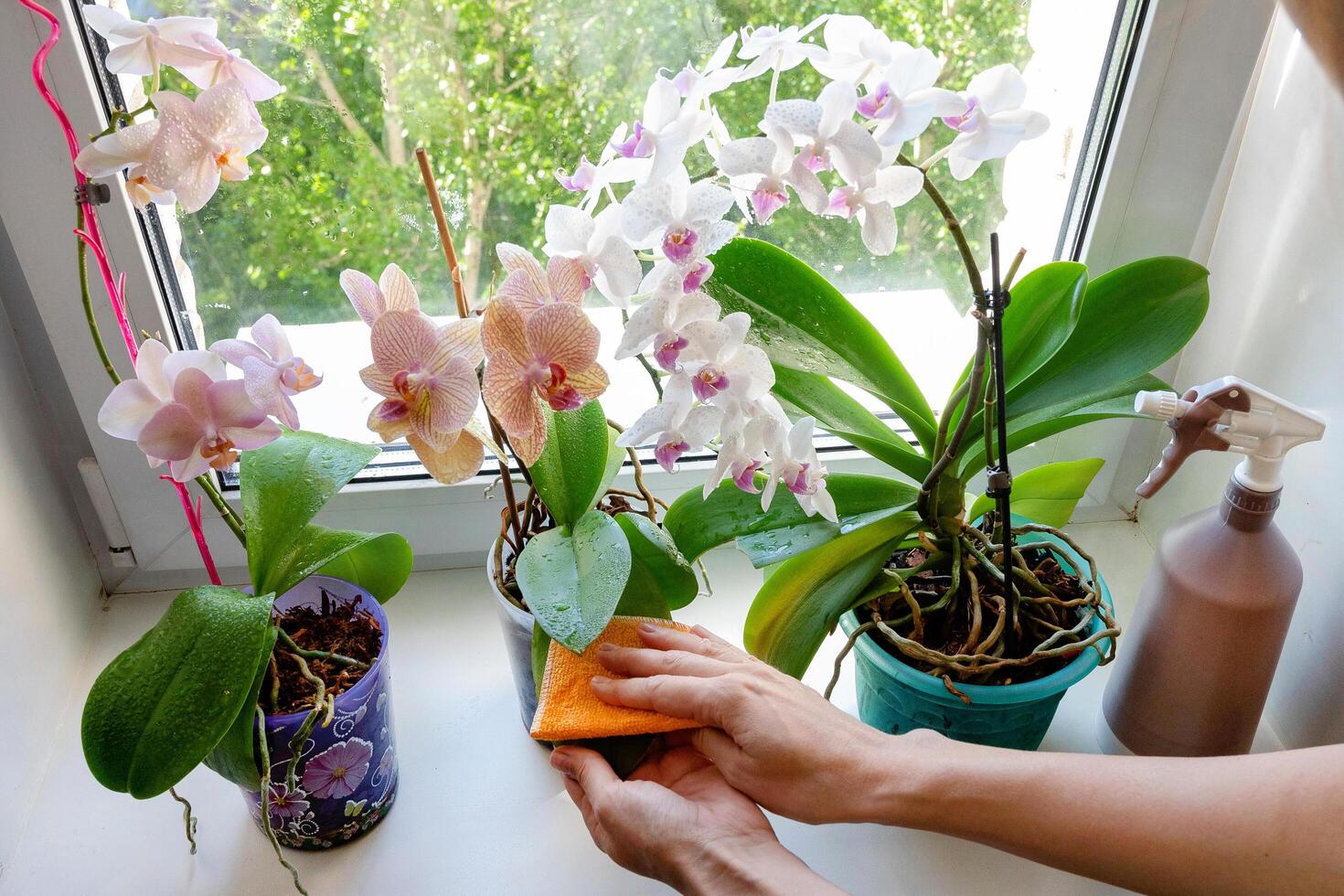 Caring for orchids in the winter of houseplants. photo