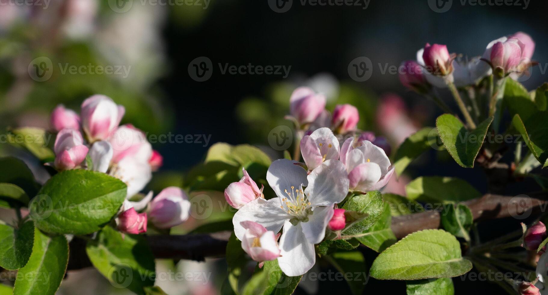Apple tree in spring against blue sky on a Sunny day close-up macro in nature outdoors. photo