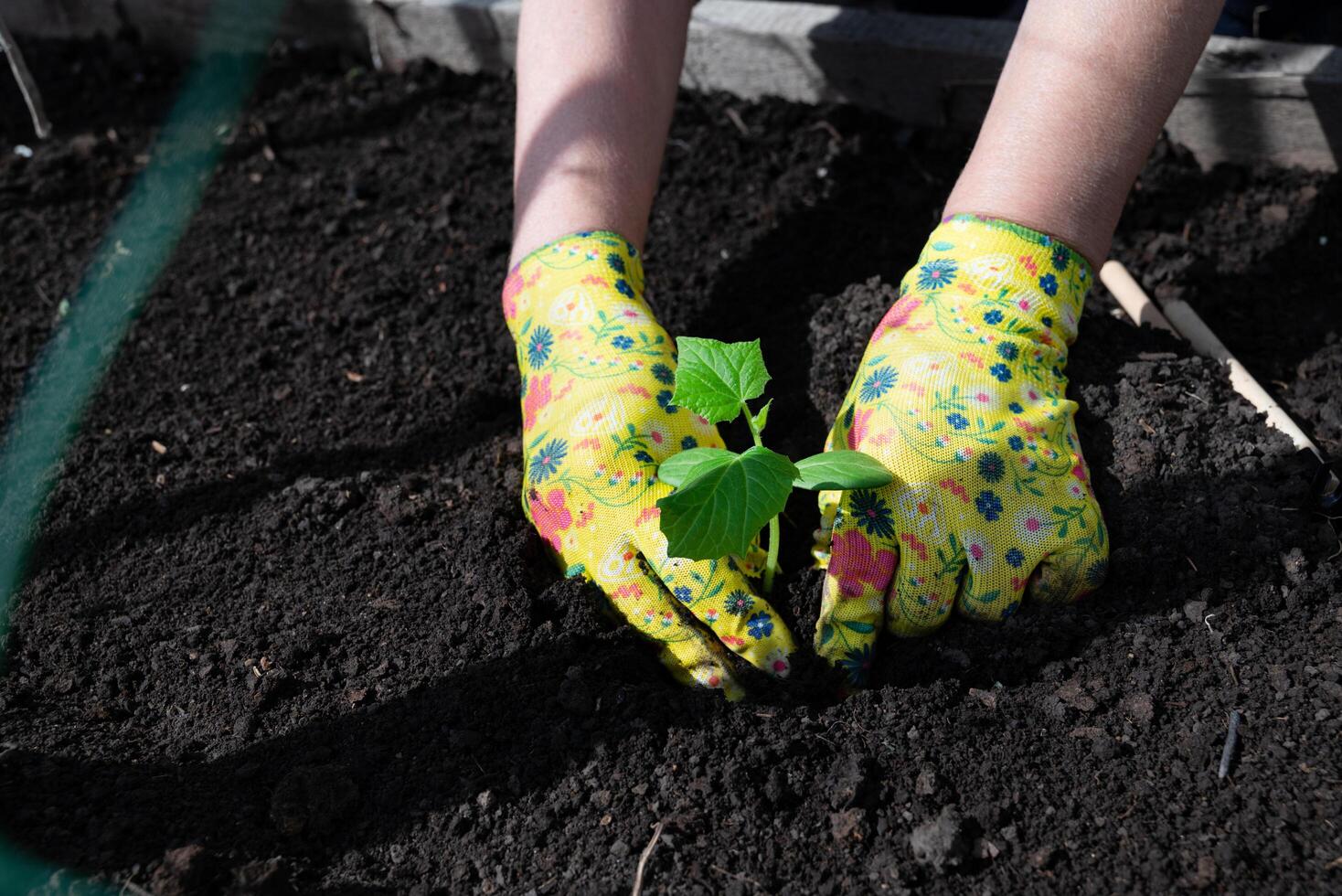 Female hands in gardening gloves hold cucumber seedlings before planting in the soil, space for text photo
