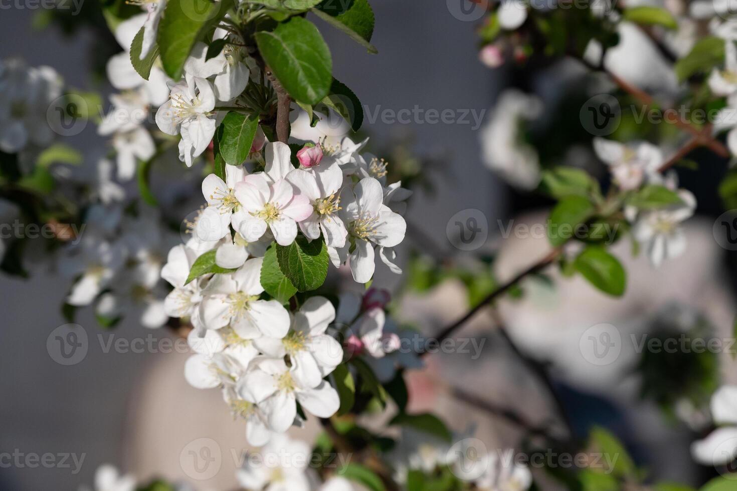 blooming Apple tree in spring against blue sky photo
