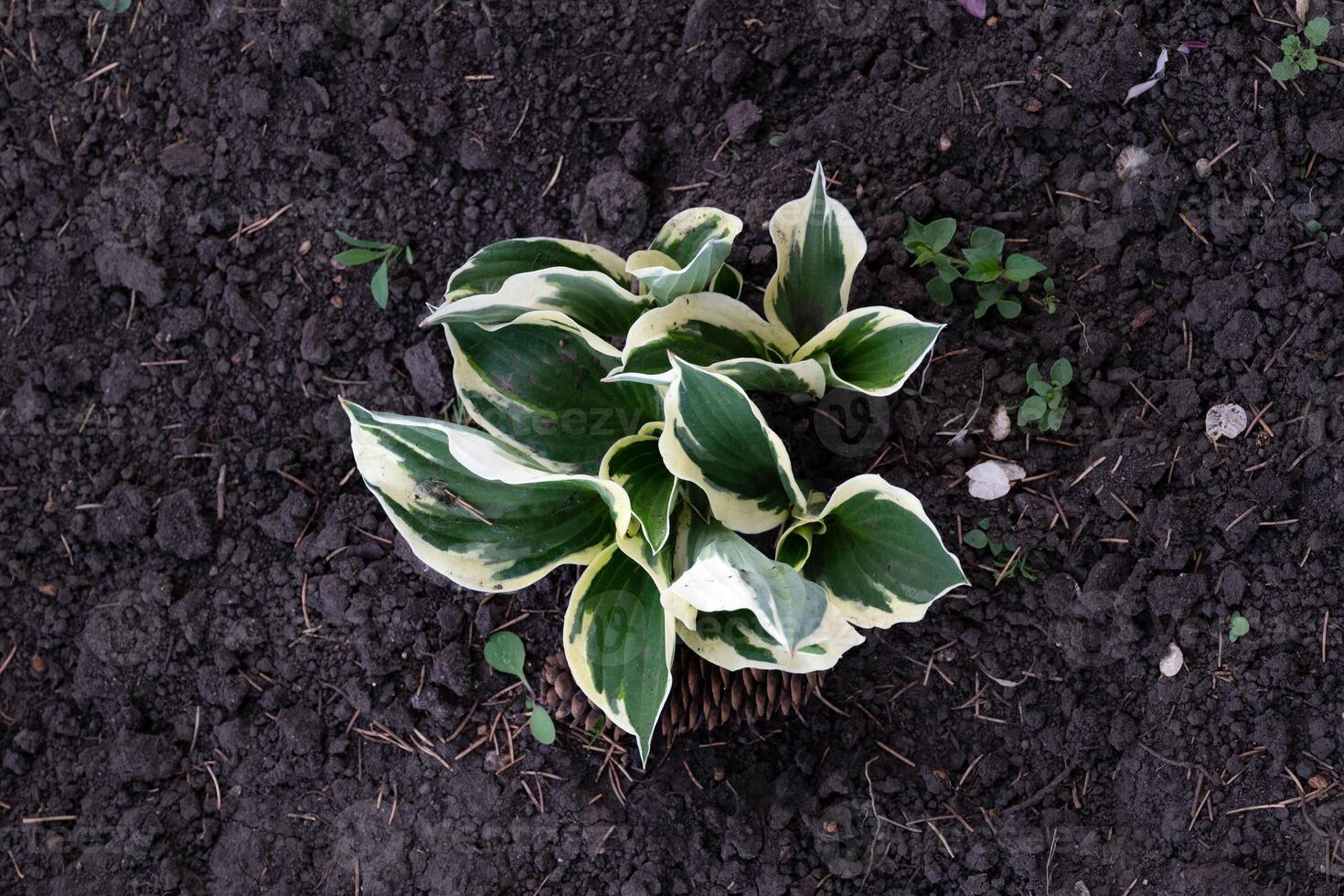 Beautiful Hosta leaves background. Hosta for landscaping park and garden design. Large lush green leaves with streaks. Veins of the leaf. photo