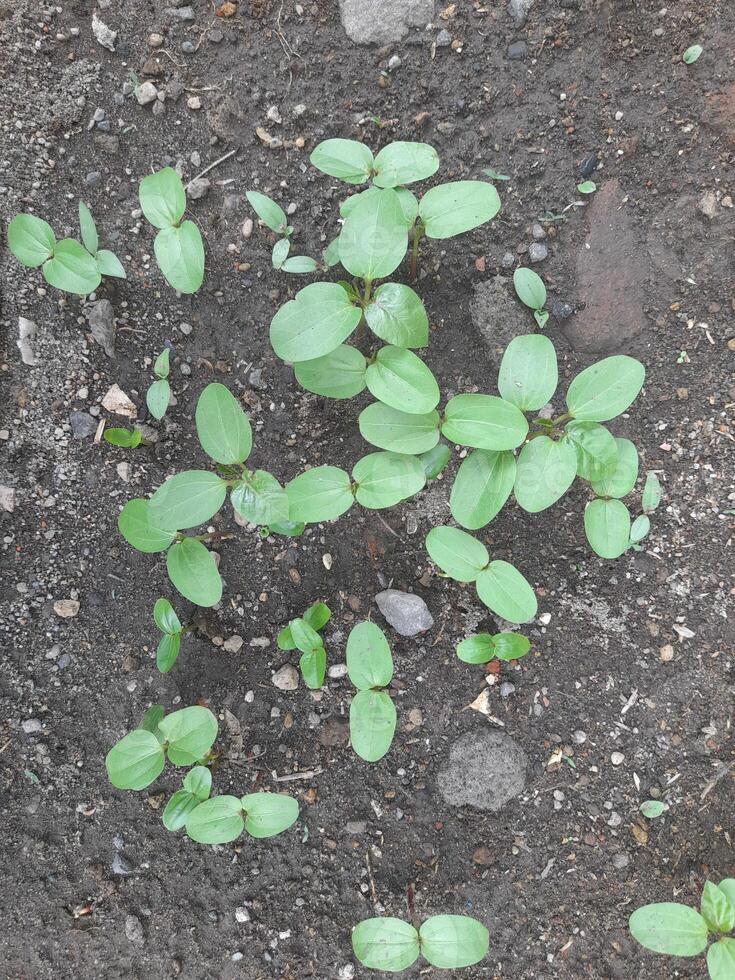 Small green seedlings sprouting from dark soil, symbolizing new growth and life. The fresh leaves contrast with the earthy ground, creating a natural and vibrant scene. photo
