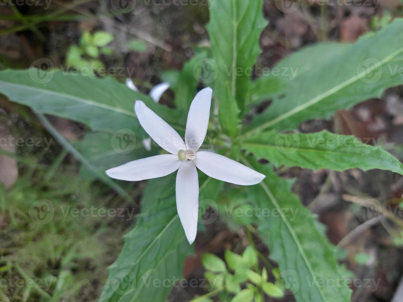 Hippobroma longiflora is known as Kitolod flower. The flowers are star shaped with five petals. It is known as a traditional medicinal plant that has various properties, especially for eye problems. photo