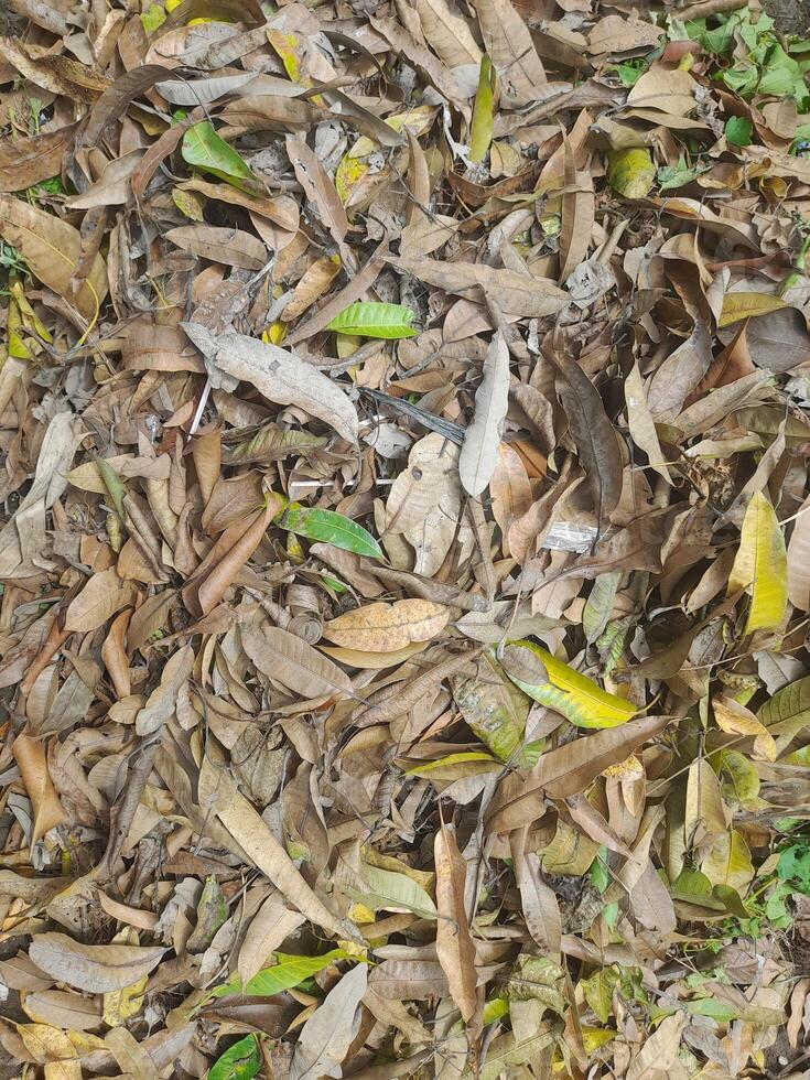A pile of dried and partially green fallen leaves covers the ground, creating a natural texture. The mix of brown, yellow, and green hues represents the transition of seasons in nature. photo