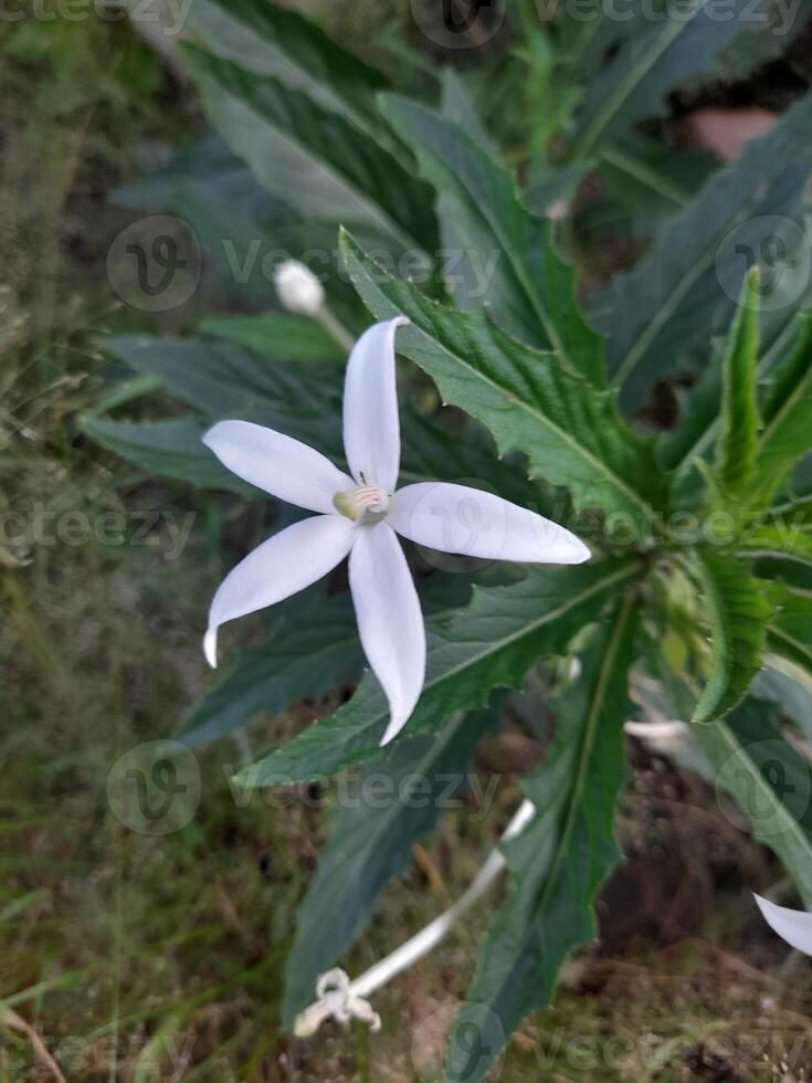 Hippobroma longiflora is known as Kitolod flower. The flowers are star shaped with five petals. It is known as a traditional medicinal plant that has various properties, especially for eye problems photo
