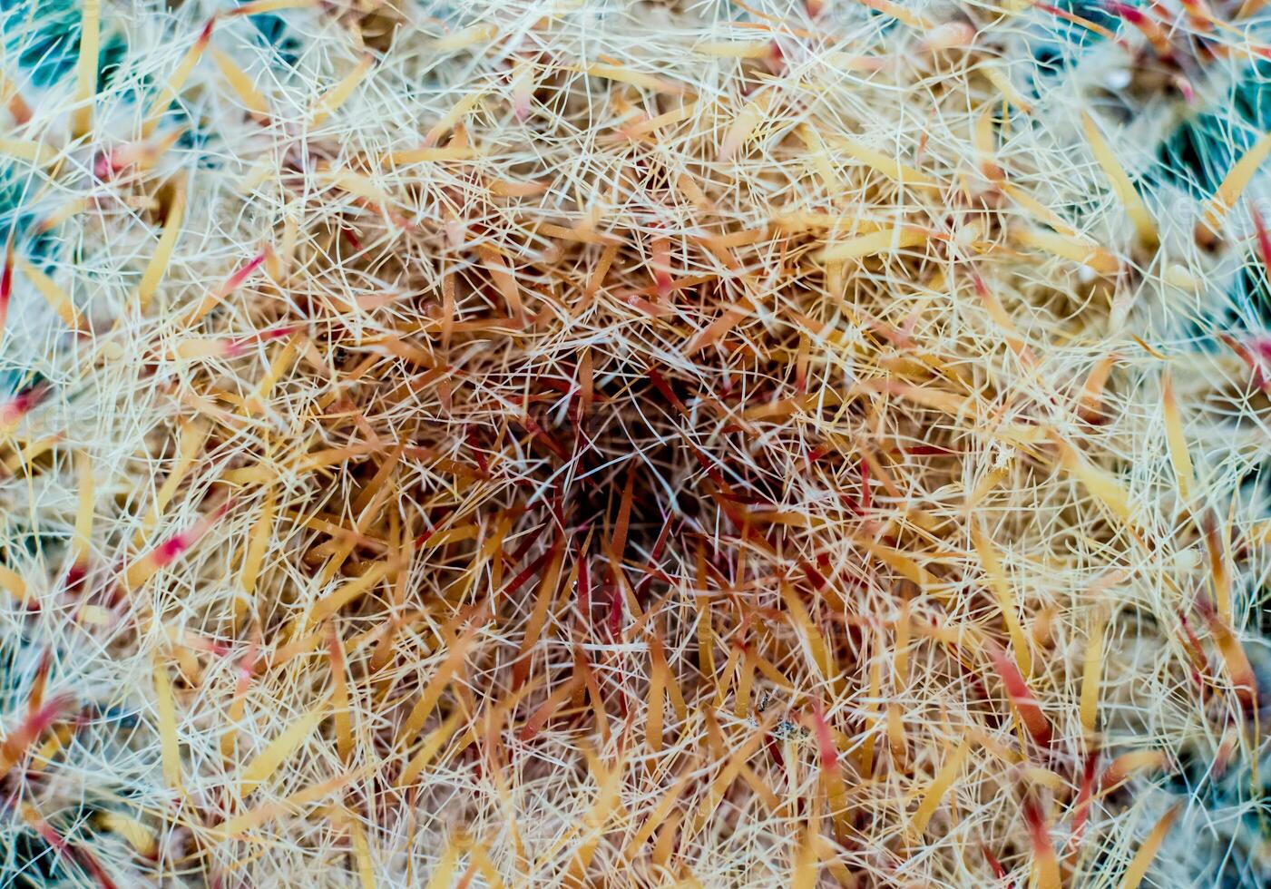 Beautiful macro shots of prickly cactus. Background and textures photo