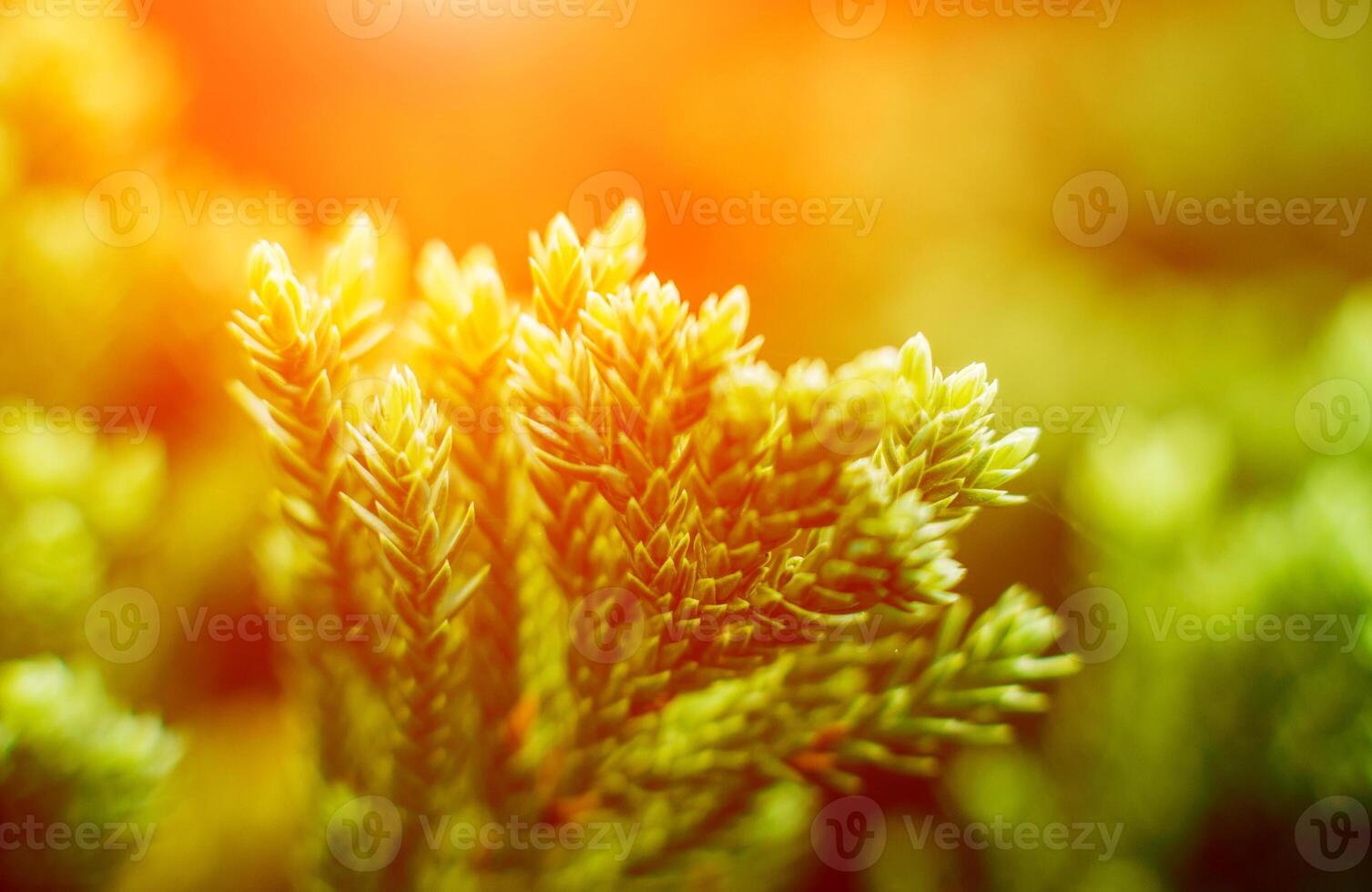 Abstract colored background close up. Macro. photo