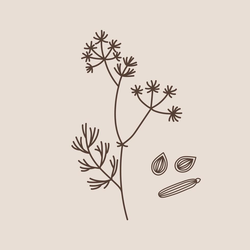 Botanical illustration of Caraway on isolated background. Hand drawn sketch of branch and seeds spicy plant Cumin for logo, sign, card, label, print, wrapping. Food ingredient, Anise, aroma oil vector
