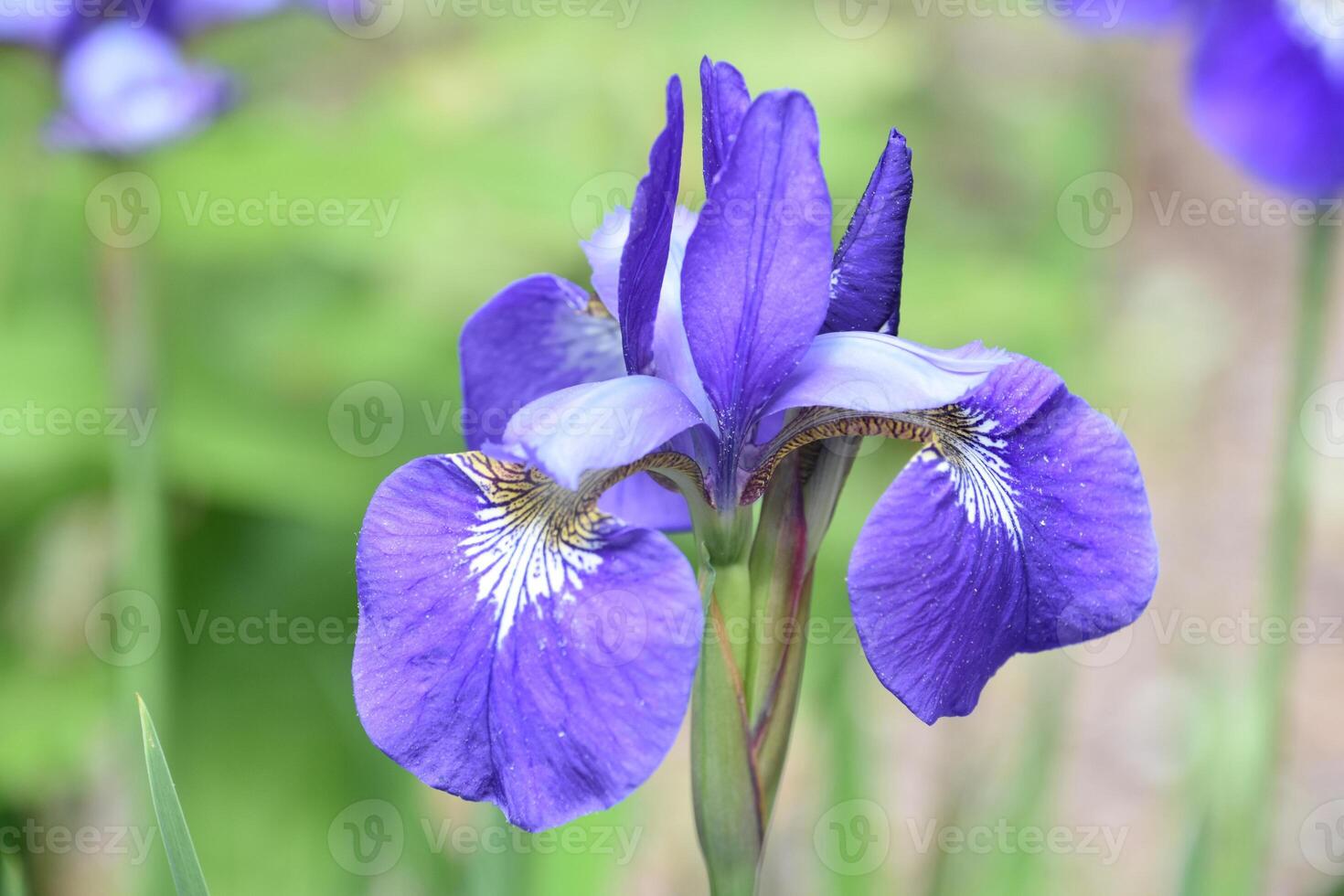 Spring Purple Iris Blooming in a Garden photo