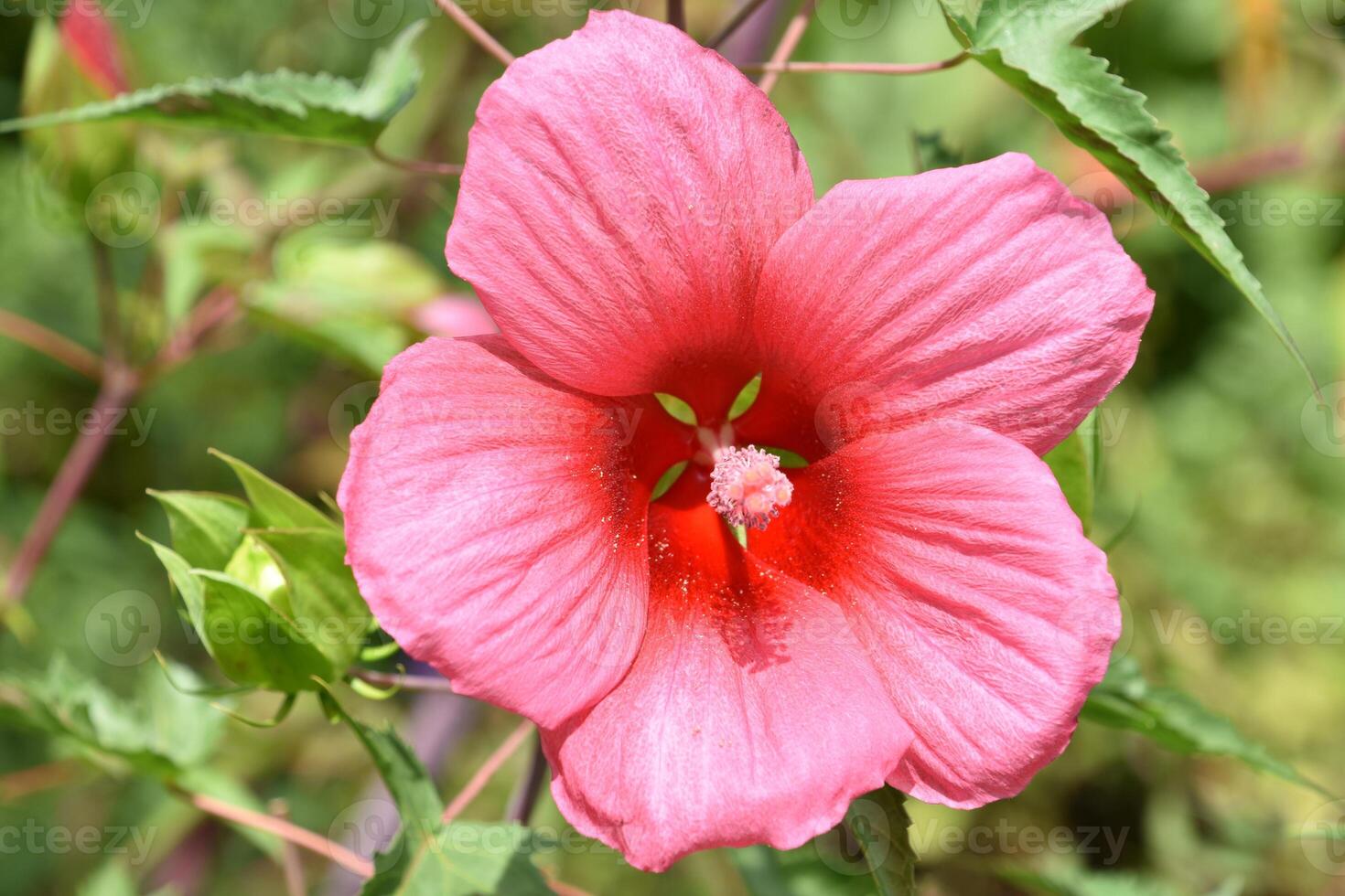 Fantastic Close Up of a Red Hibiscus photo