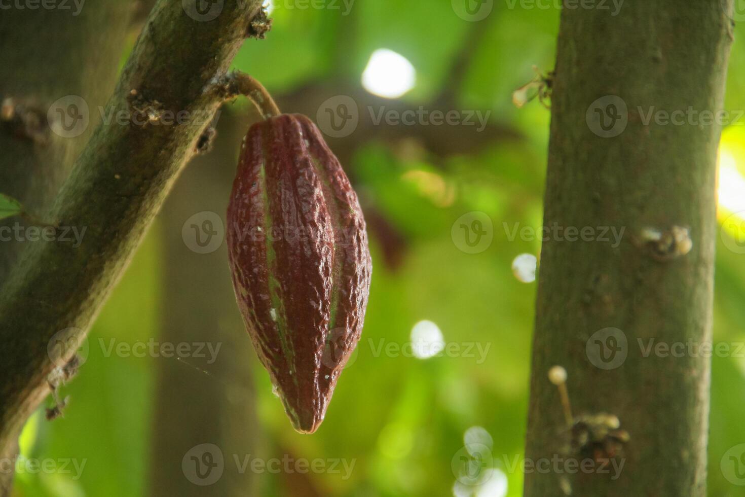 Cocoa fruit or Theobroma cacao on the tree photo