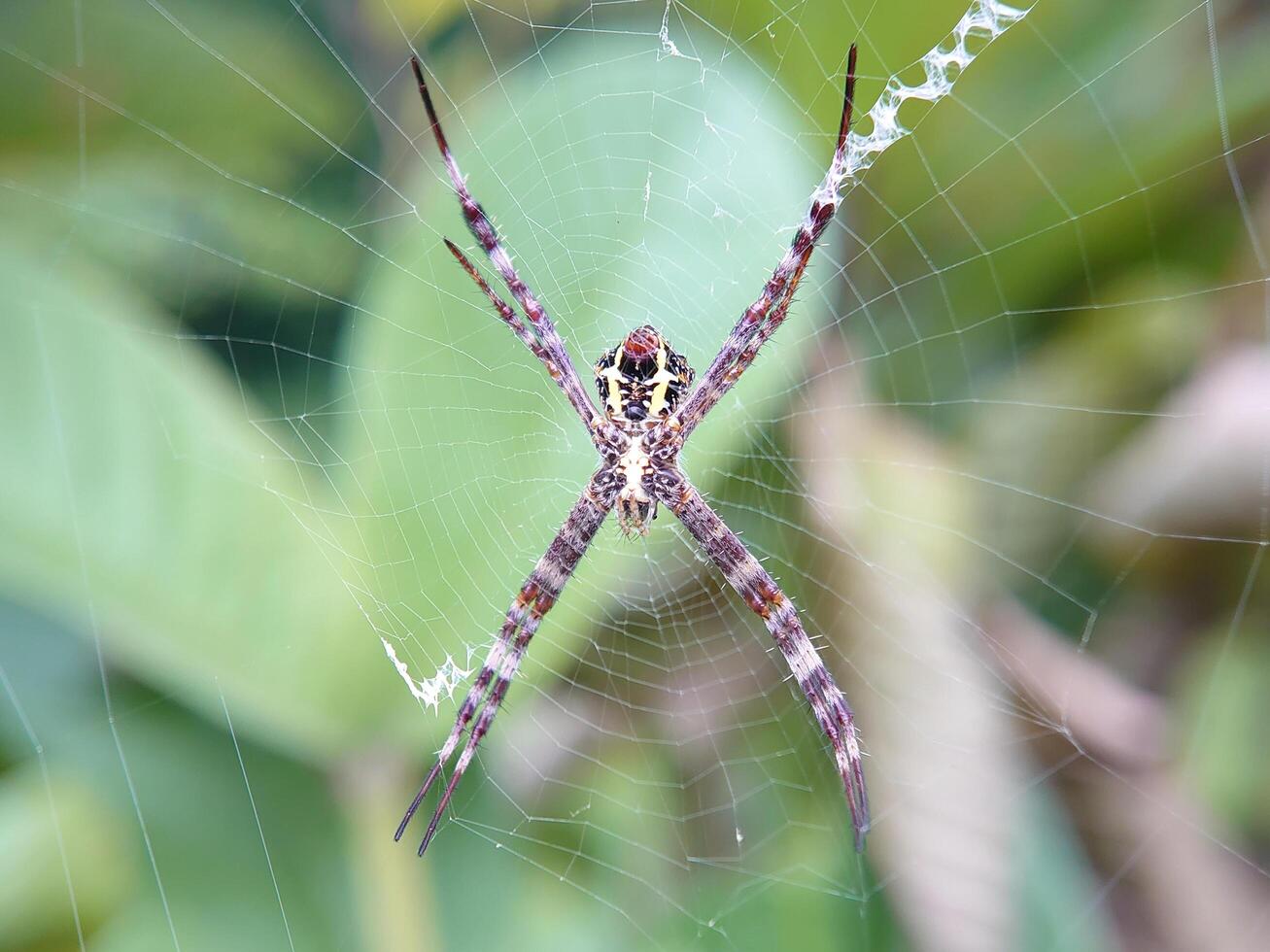 a spider with a large web on its back photo