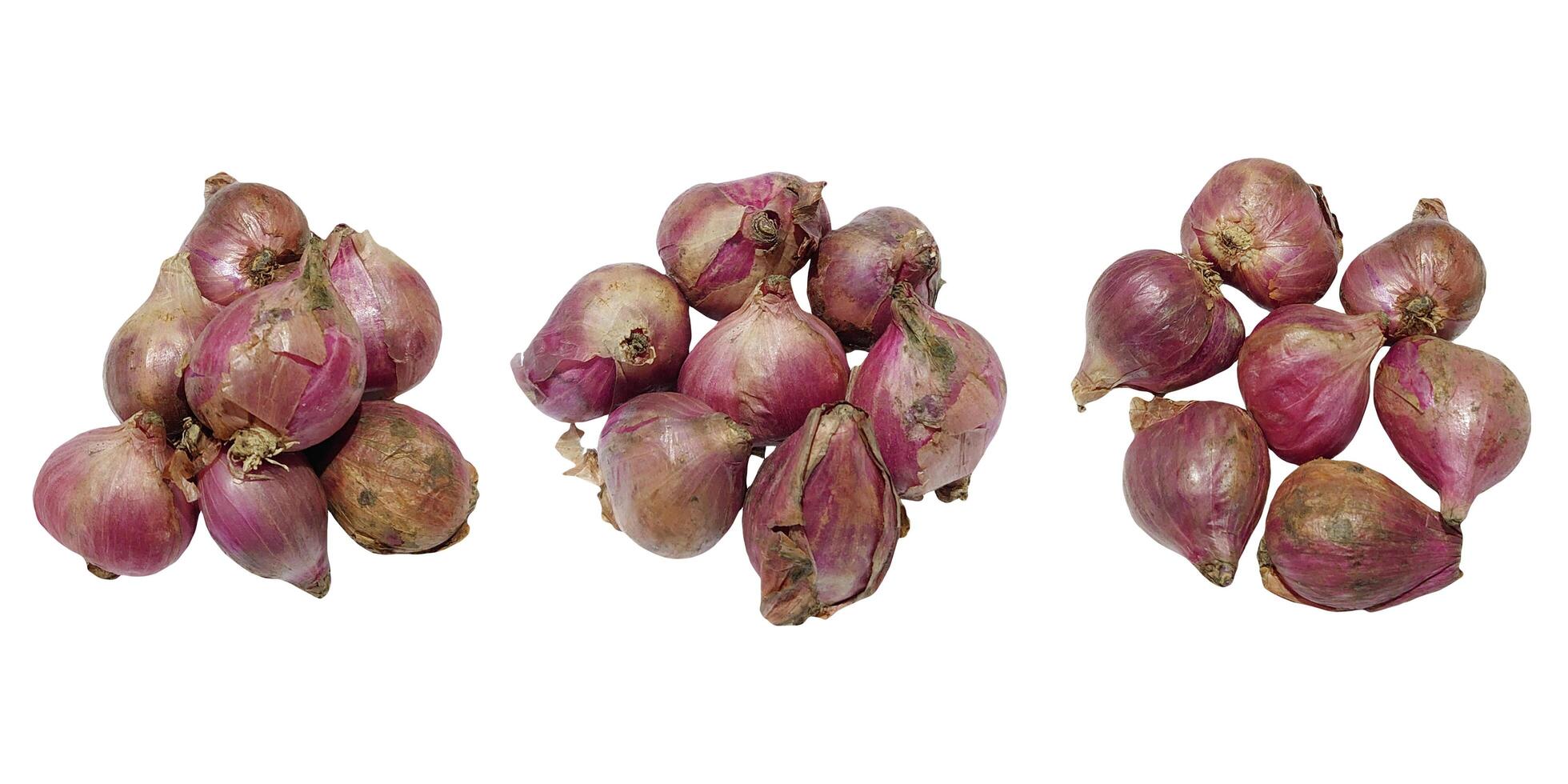 three onions are shown in different stages of growth photo