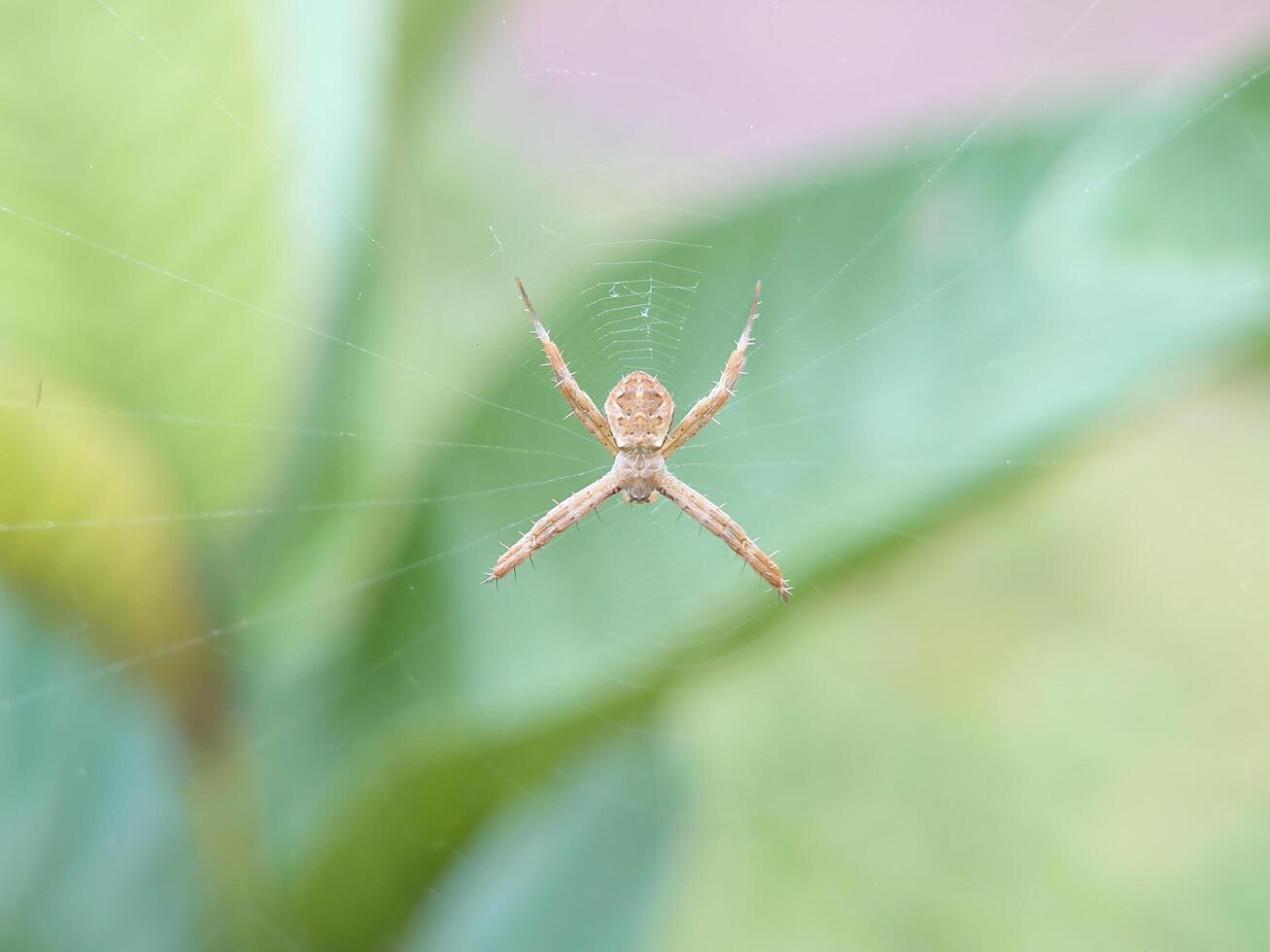 a spider is sitting on its web in front of a green plant photo