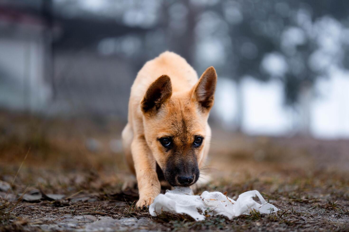 Cute brown short haired stray puppy with a black nose is walking and sniffing on the side of the road. photo
