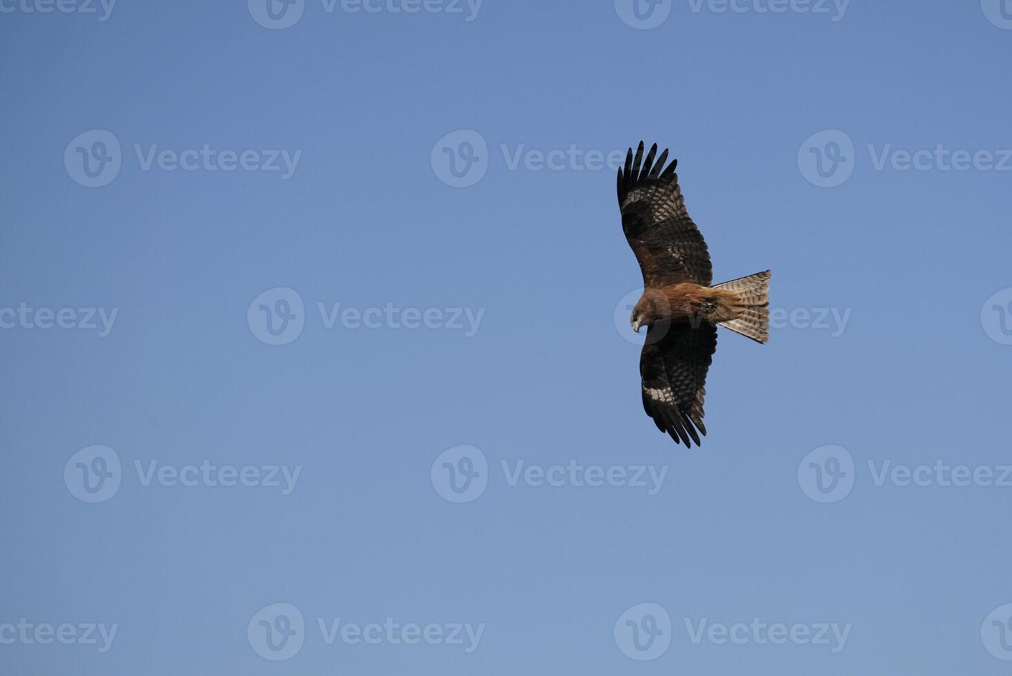 Close-up of a hawk mid-air against a blue sky in Naoshima, Japan photo