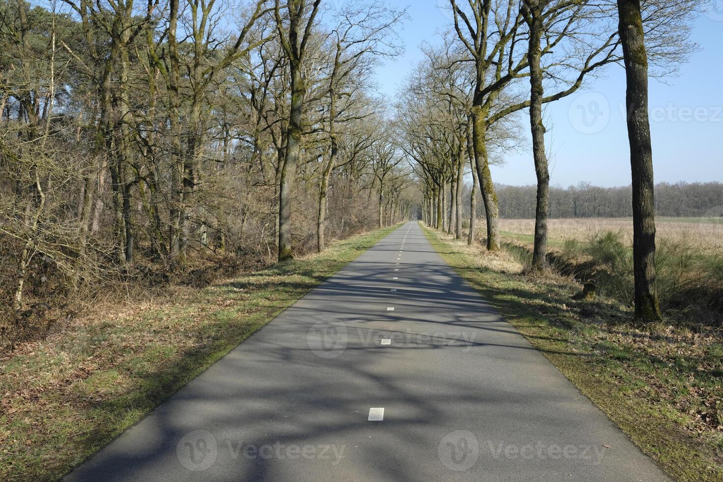 Road through the countryside of the Netherlands with trees on both sides photo