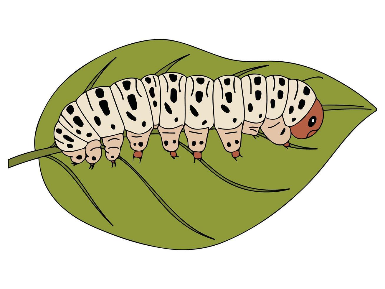Silkworm isolated on white vector