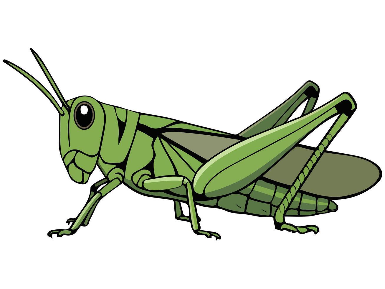 Grasshopper on white background vector