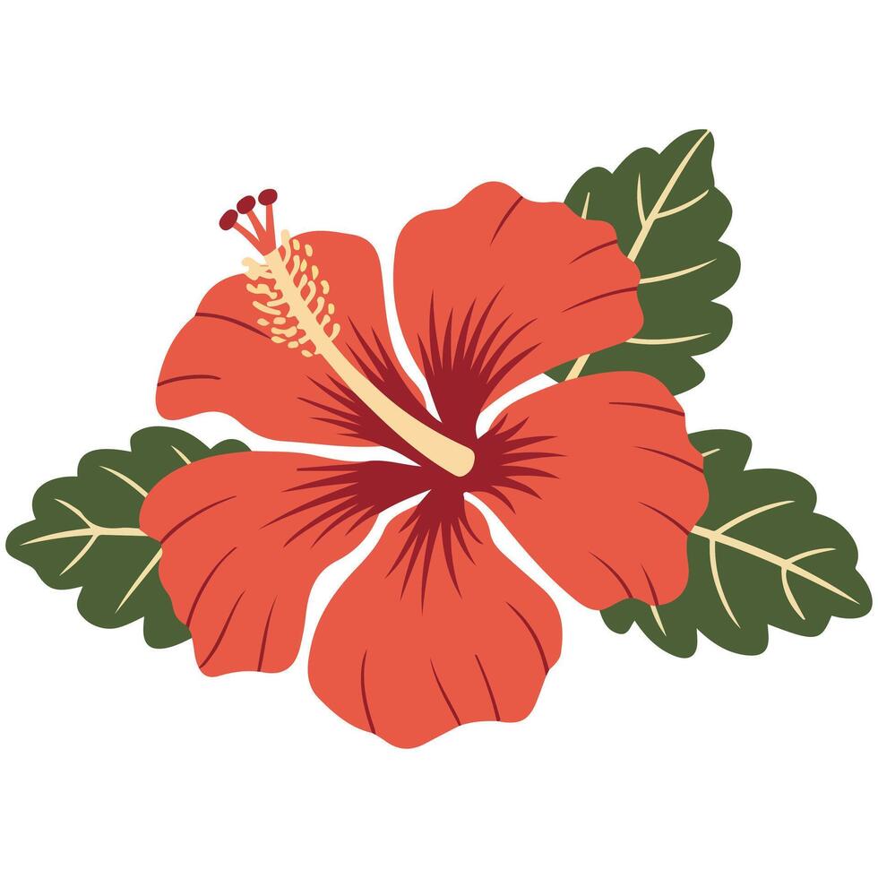 Rose of Sharon illustration vector