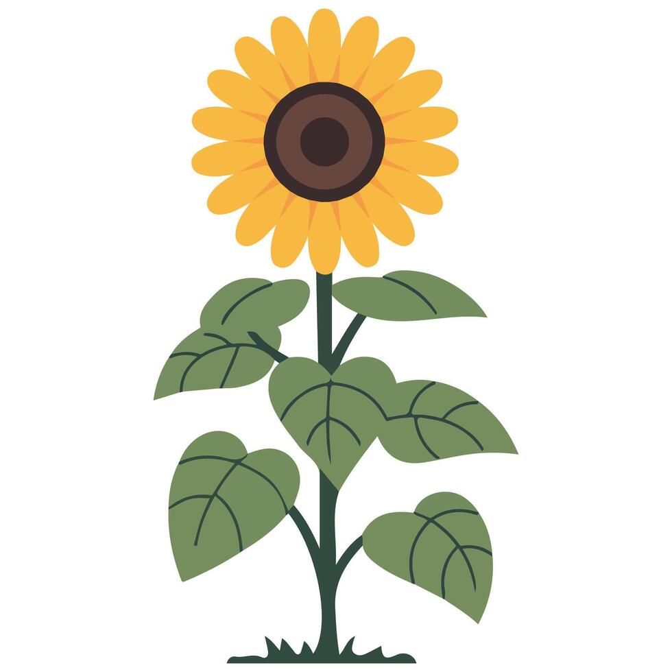 Sunflower with green leaves isolated vector
