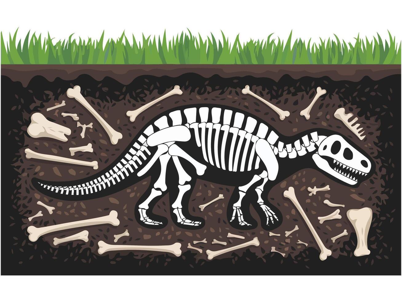 Soil layers with fossil skeleton vector
