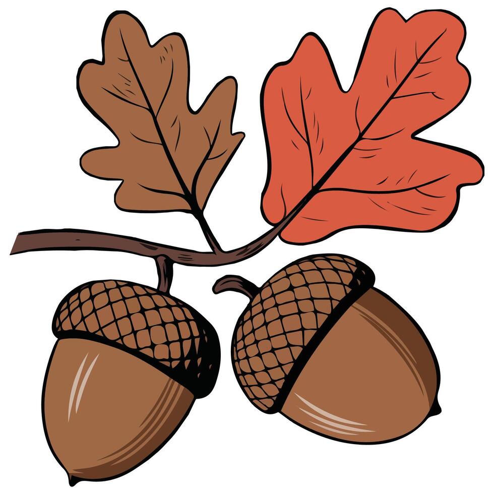 Acorn cartoon for autumn vector