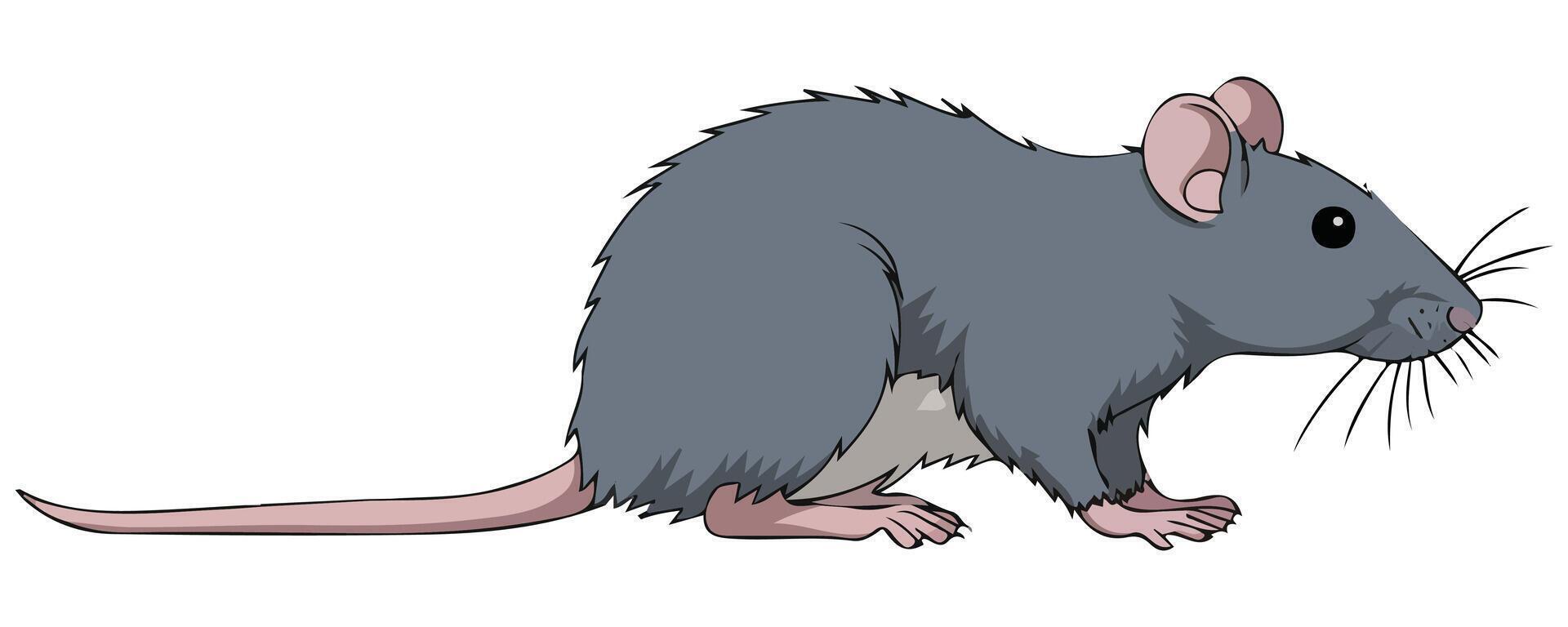 Wild brown rat vector