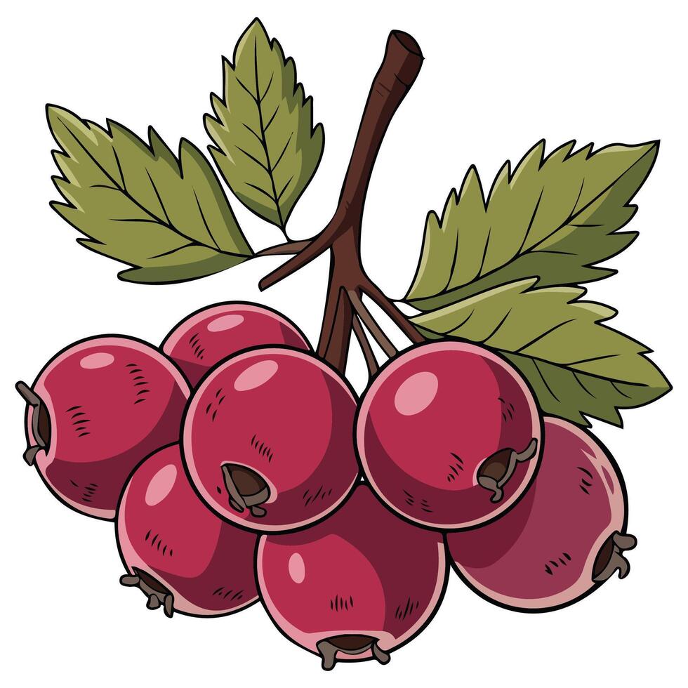 Rowan berries isolated vector