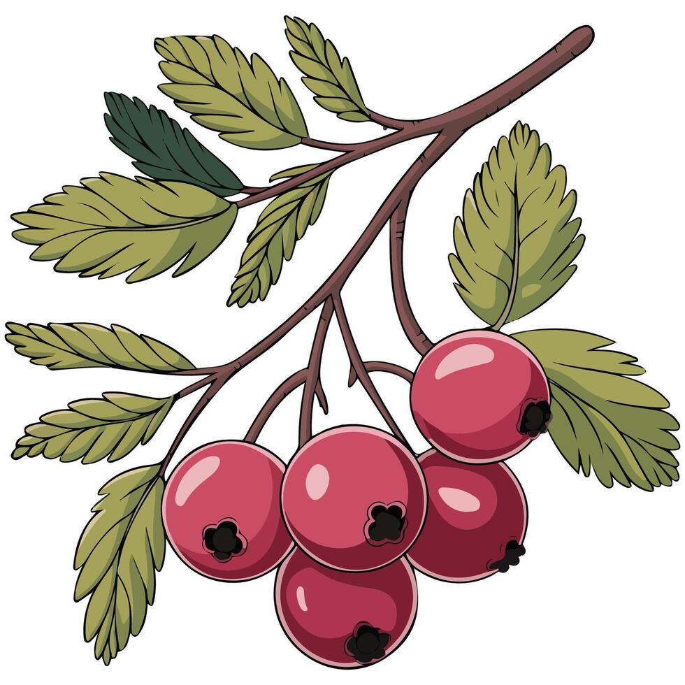 Juicy rowan berries vector