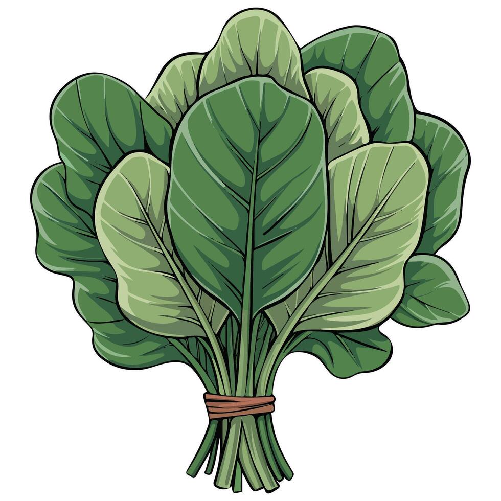 Fresh spinach leaves vector