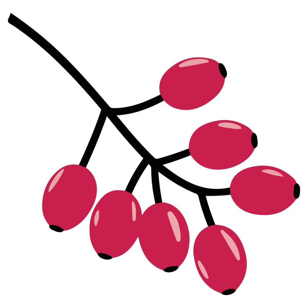 Branch with red berries vector